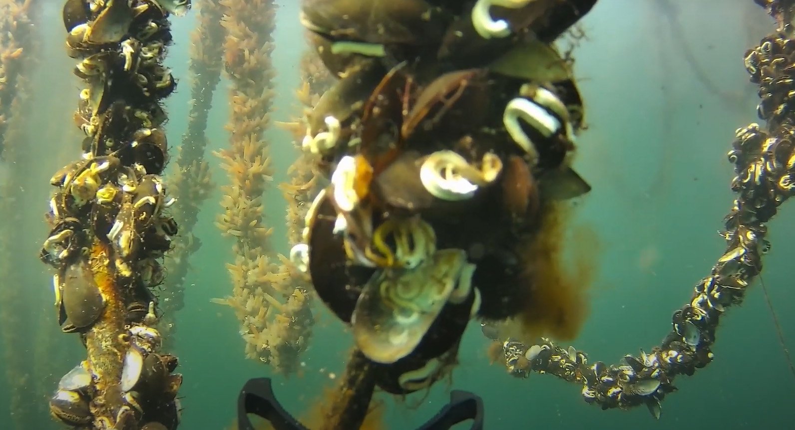 Acuicultura - Mejillones